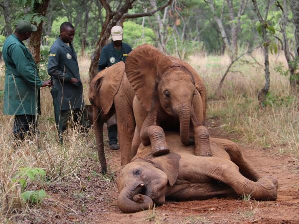 Zambia elephant conservation holiday