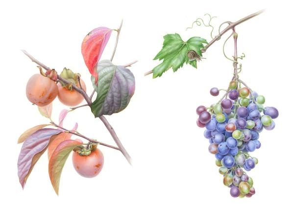 Botanical painting holiday in Greece