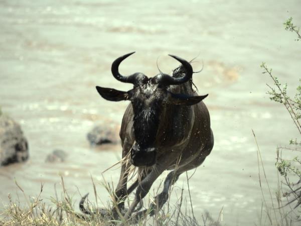 Tanzania national park safari holiday