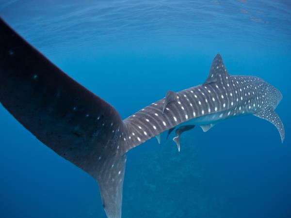 Liveaboard whale shark conservation holiday, Maldives