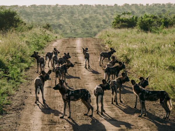 Zululand wildlife conservation holiday in South Africa