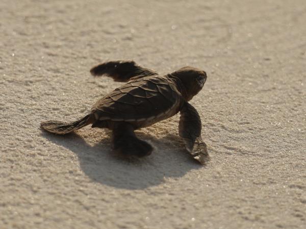 Marine conservation holiday in the Seychelles