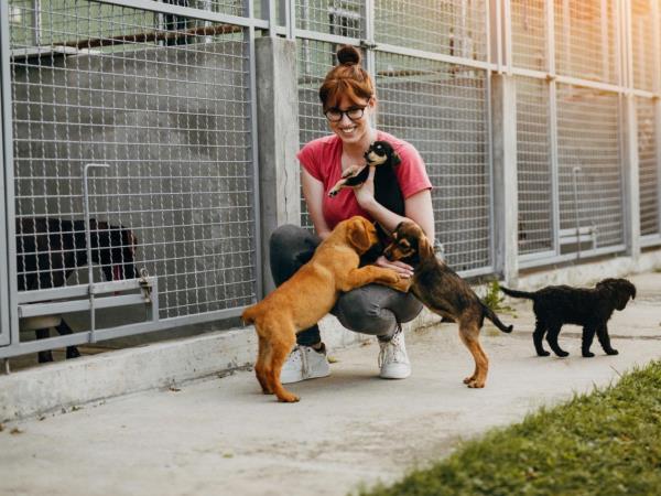 Dog and cat sanctuary volunteering in Portugal