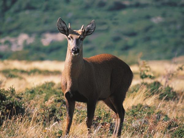Chile wildlife and wilderness holiday