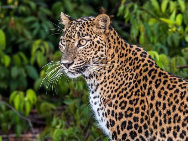 Sri Lanka leopards and wildlife holiday