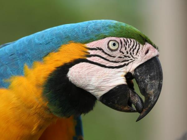 Natural Brazil wildlife holiday, tailor made