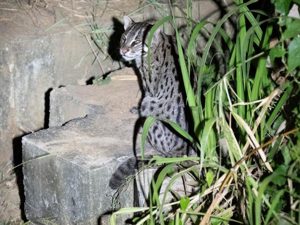 Mammals of Sri Lanka holiday