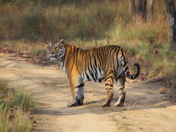 Ultimate Central India tiger safari