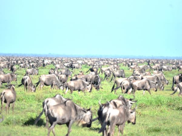 Tanzania green season guided safari holiday