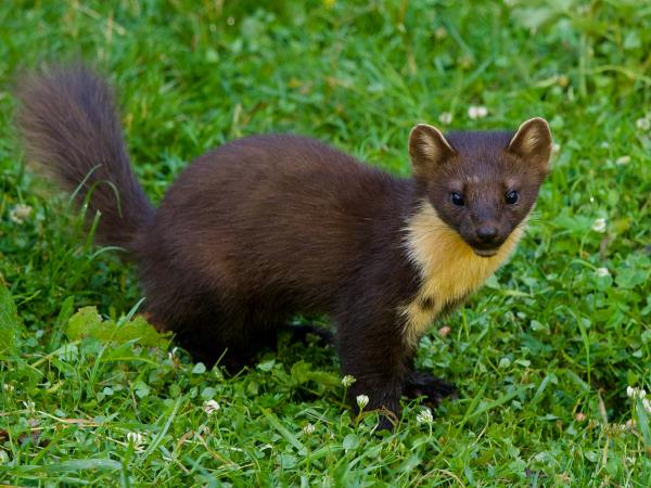 Cairngorms and coast wildlife holiday, Scotland