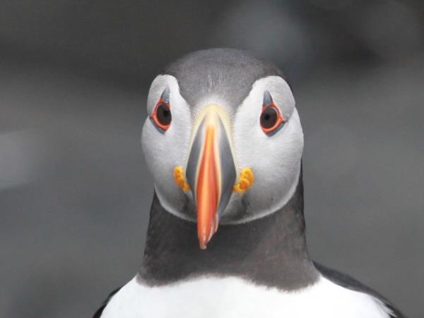 Wales wildlife holiday