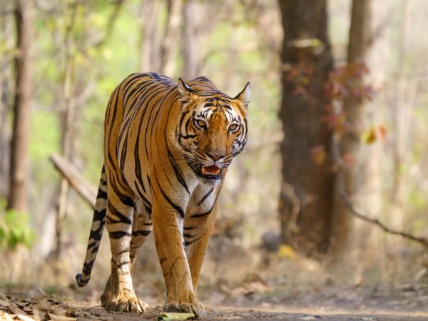 Central India holiday, culture and wildlife