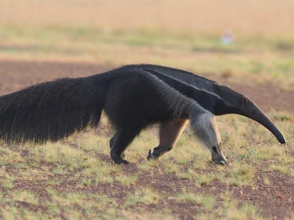 Guyana wildife and nature tour