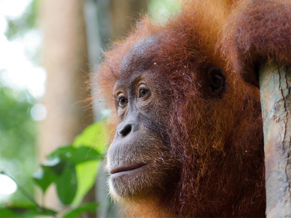 Java & Sumatra tailor made holiday