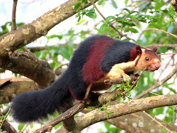 Western Ghats wildlife tour in India
