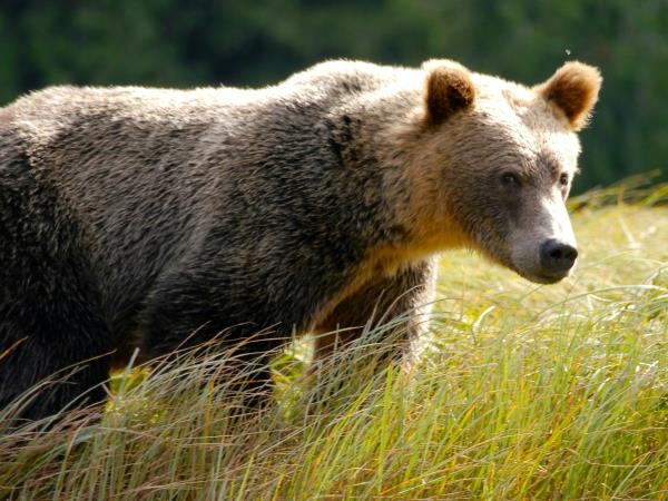 Grizzly bear watching holidays in British Columbia