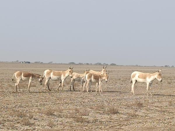 Gujarat uncovered tailor made tour