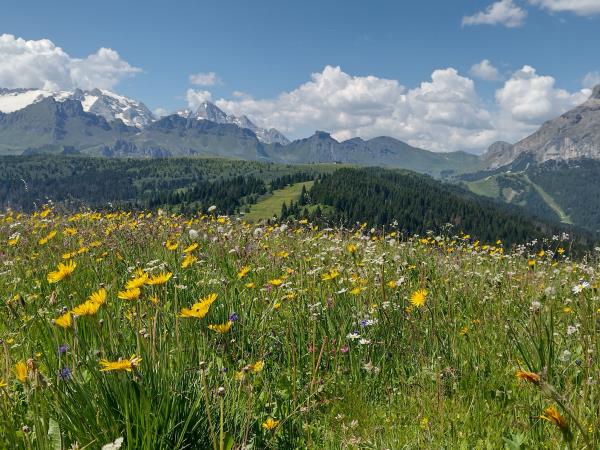 Dolomites painting holiday in Italy