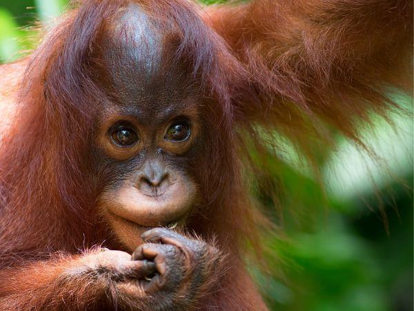 Borneo family holiday for all ages