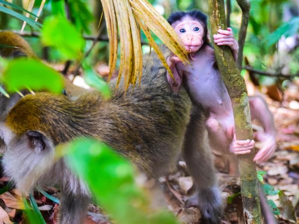 Highlights of Sumatra small group holiday