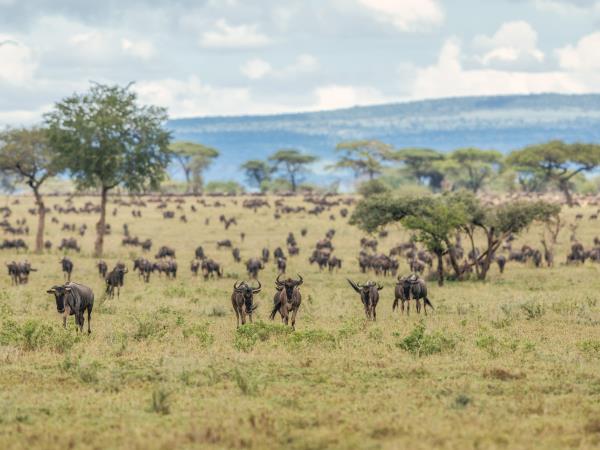 Tanzania wheelchair accessible safari holiday