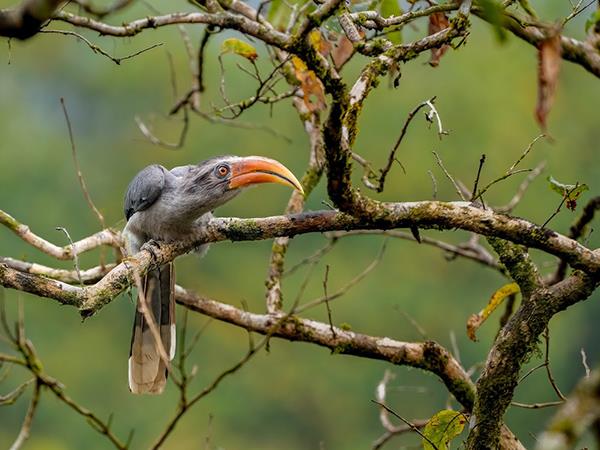 Kerala birdwatching holidays, Western Ghats