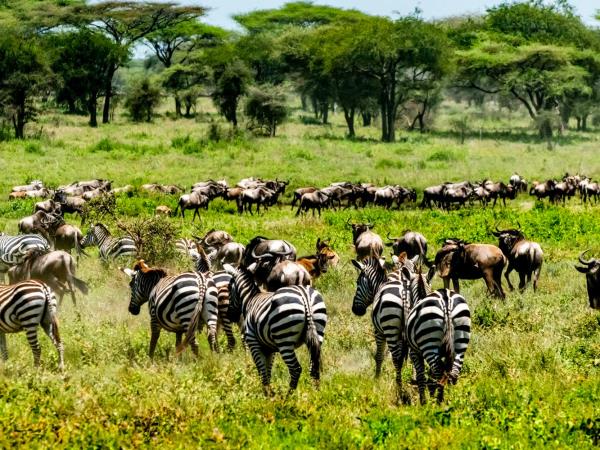 Serengeti great migration safari, Tanzania
