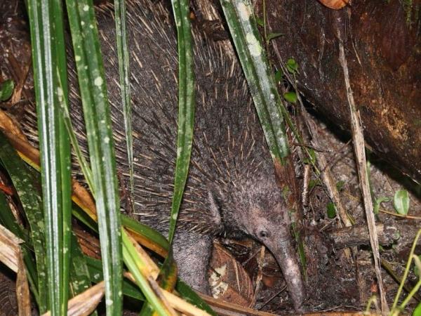 West Papua wildlife holiday