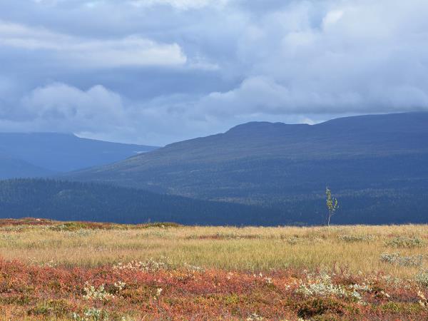 Autumn in Lapland walking holiday, small group