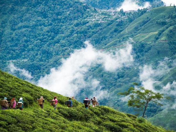 Himalayan walking tour: Shimla & Darjeeling
