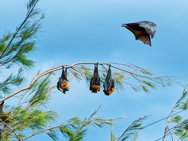 Zambia bat migration safari