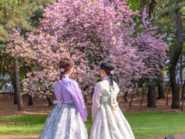South Korea cherry blossom highlights tour, tailor made