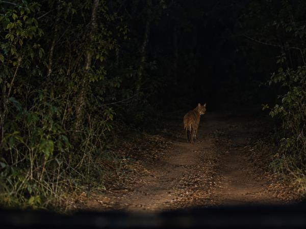 African Golden Cat expedition in Uganda