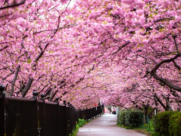 Japan cherry blossom holiday