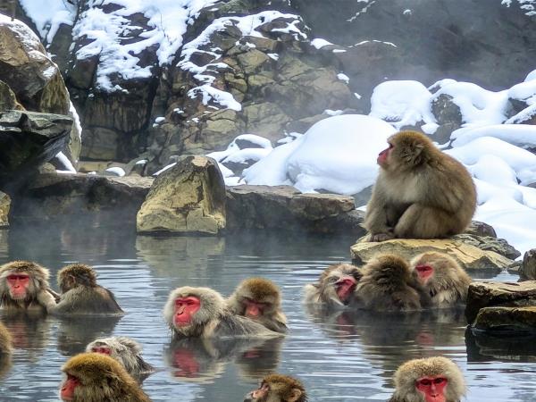 Japan winter holiday, tailor made