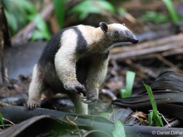 Panama wildlife holiday