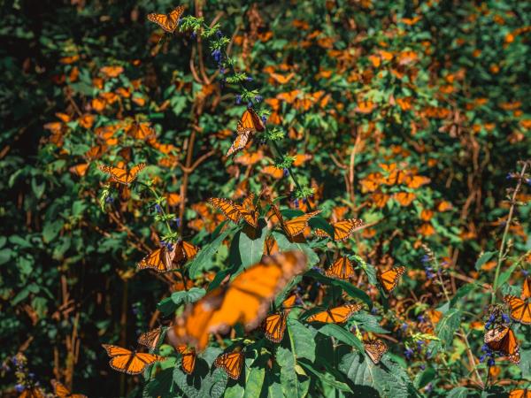 Monarch Butterfly tour, private departure