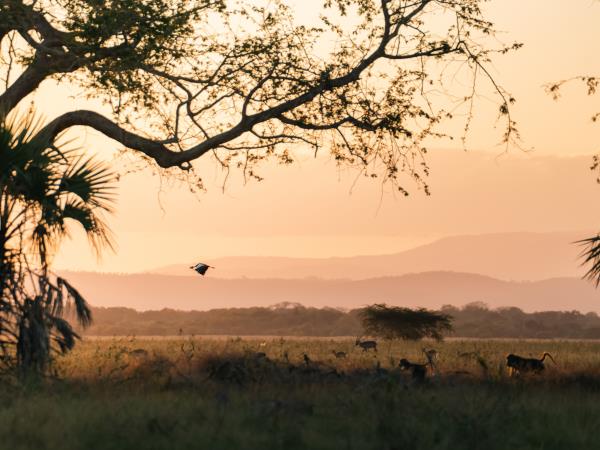 Mozambique safari holiday