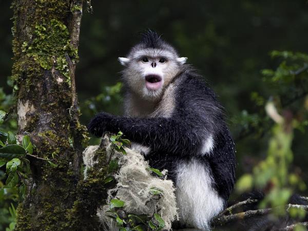 China wildlife holiday