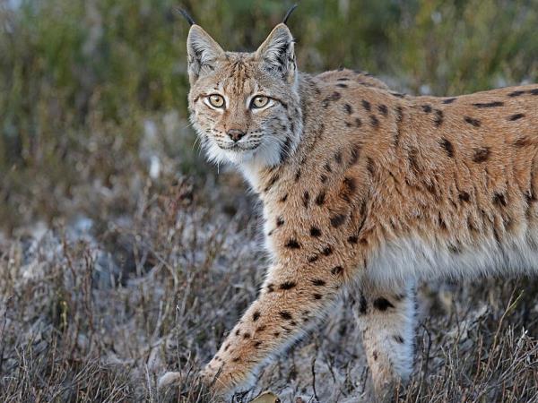 Eurasian Lynx tour of Estonia