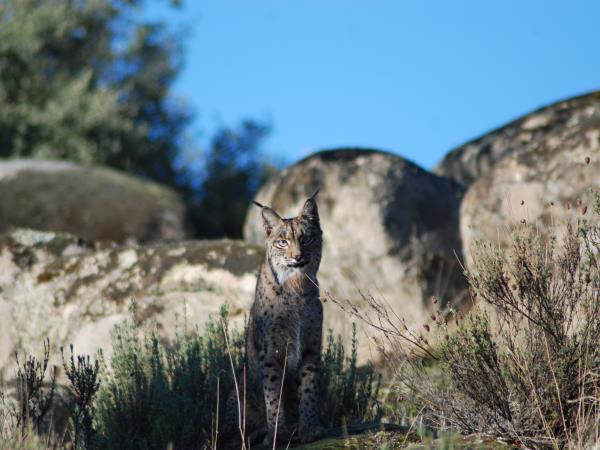 Iberian Lynx and wildlife holiday in Southern Spain