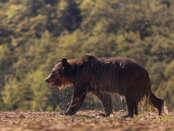 Carpathians wildlife adventure holiday, Romania