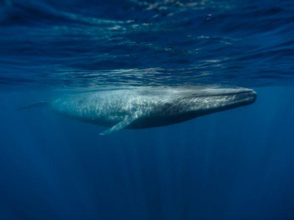 Blue Whale Discovery Holiday, Azores