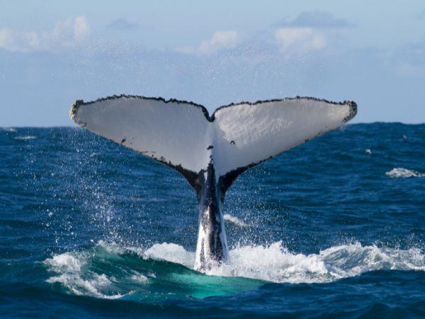 Ocean discovery tour of the Azores
