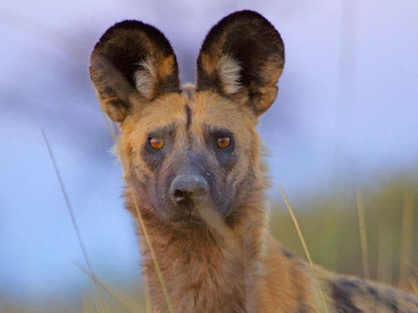 Botswana safari, lodges and mobile camps