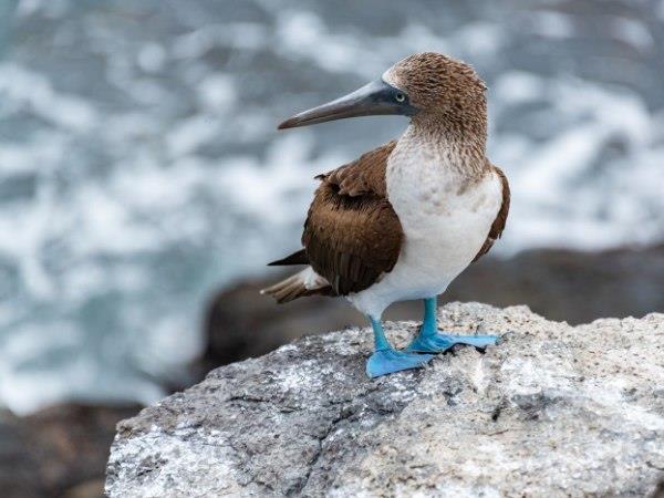 Ecuador and Galapagos luxury holiday
