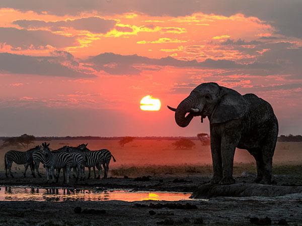 Botswana wildlife adventure, lodge safari