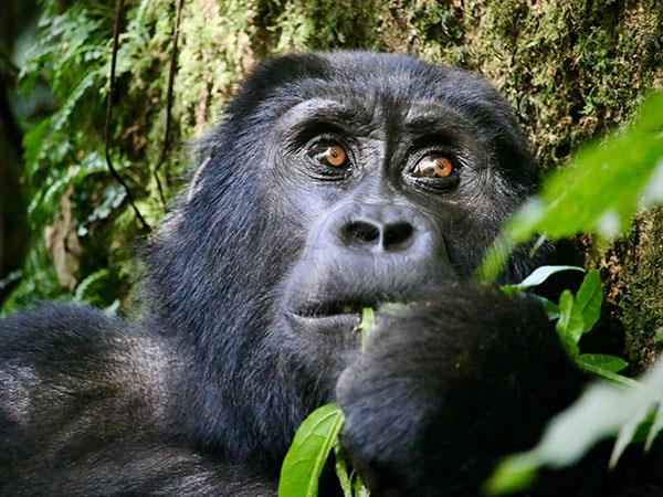 5 day gorilla safari in Uganda