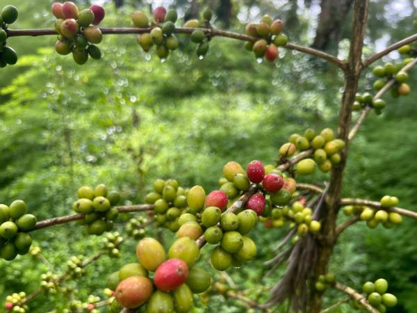 Ethiopia coffee and wildlife tour