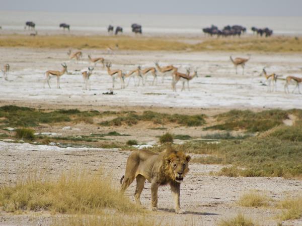Windhoek to Victoria Falls, Namibia lodge safari 